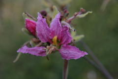 Bauhinia urbaniana