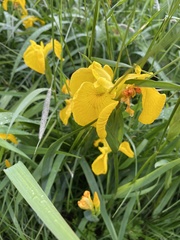 Iris pseudacorus