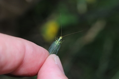 Chrysopa walkeri