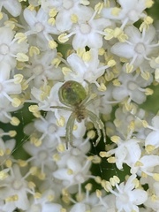 Araniella cucurbitina