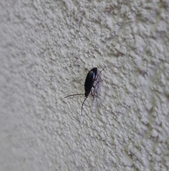 Gonodera luperus