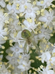 Araniella cucurbitina