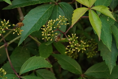 Apis mellifera