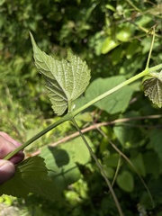 Vitis cinerea baileyana
