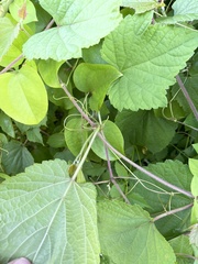 Vitis cinerea baileyana