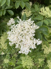Sambucus nigra