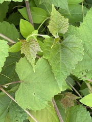 Vitis cinerea baileyana