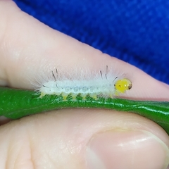Cyanopepla fastuosa