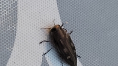 Chrysobothris affinis