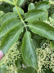 Sambucus nigra