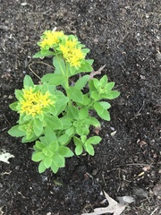 Phedimus kamtschaticus