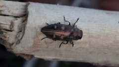 Chrysobothris affinis