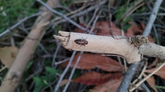 Chrysobothris affinis