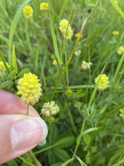 Trifolium campestre