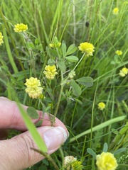 Trifolium campestre
