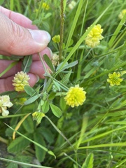 Trifolium campestre