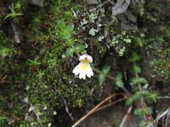 Euphrasia transmorrisonensis