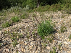 Artemisia longifolia