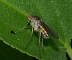 Dolichopus pulchrimanus