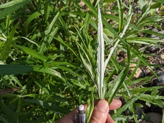 Artemisia longifolia