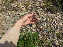 Artemisia longifolia