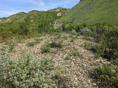 Artemisia longifolia