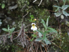 Euphrasia transmorrisonensis