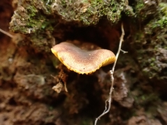 Phylloporus phaeoxanthus simplex