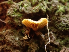 Phylloporus phaeoxanthus simplex