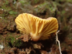 Phylloporus phaeoxanthus simplex