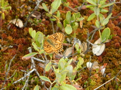Boloria eunomia