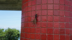 Tachypompilus analis