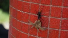 Tachypompilus analis