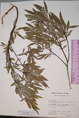 Salix arbusculoides