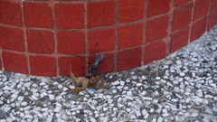 Tachypompilus analis