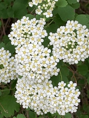 Spiraea trilobata
