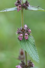 Stachys alpina
