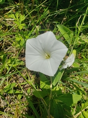 Calystegia spithamaea
