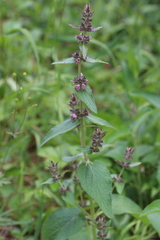 Stachys alpina