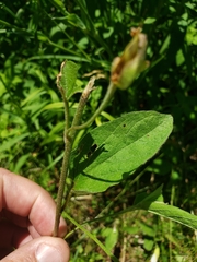 Calystegia spithamaea