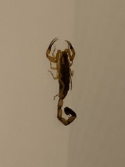 Uroplectes