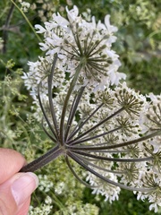 Heracleum sphondylium