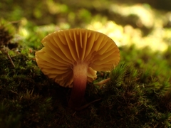 Phylloporus phaeoxanthus simplex