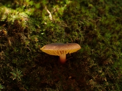Phylloporus phaeoxanthus simplex