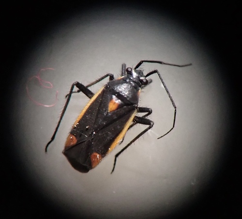 gothic plant bug