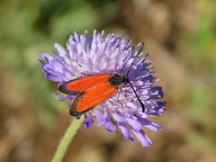 Zygaena rubicundus