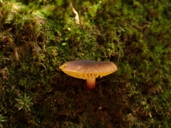 Phylloporus phaeoxanthus simplex