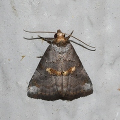 Hyperstrotia flaviguttata