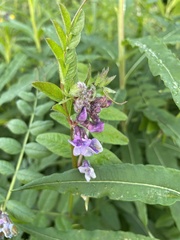 Vicia sepium