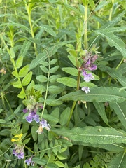 Vicia sepium